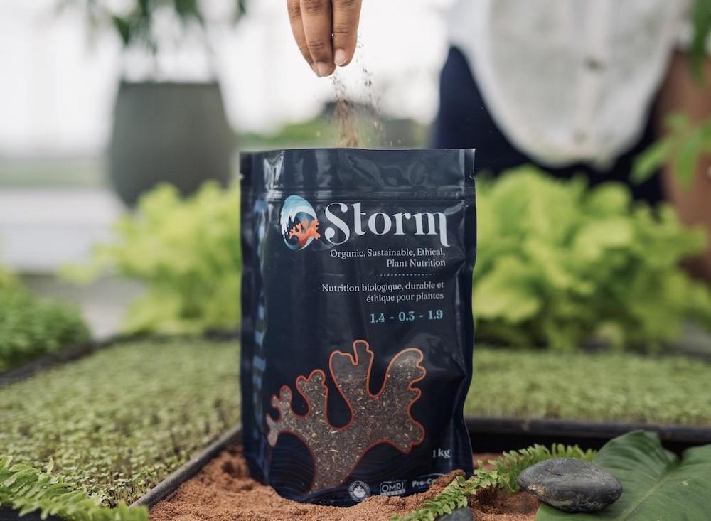 Storm Pouch in the Garden Storm Pouch in the Garden