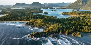 Rootree × veritree Partnership