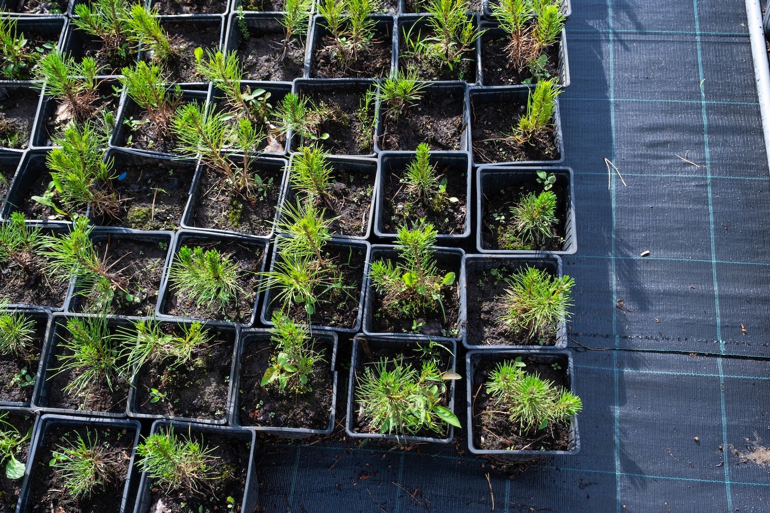 veritree-photos-nursery_of_coniferous_plants_in_pots_with_a_closed-2023_11_27_04_49_51_utc